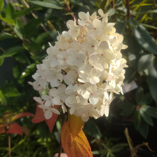 Hydrangea paniculata 'Limelight'