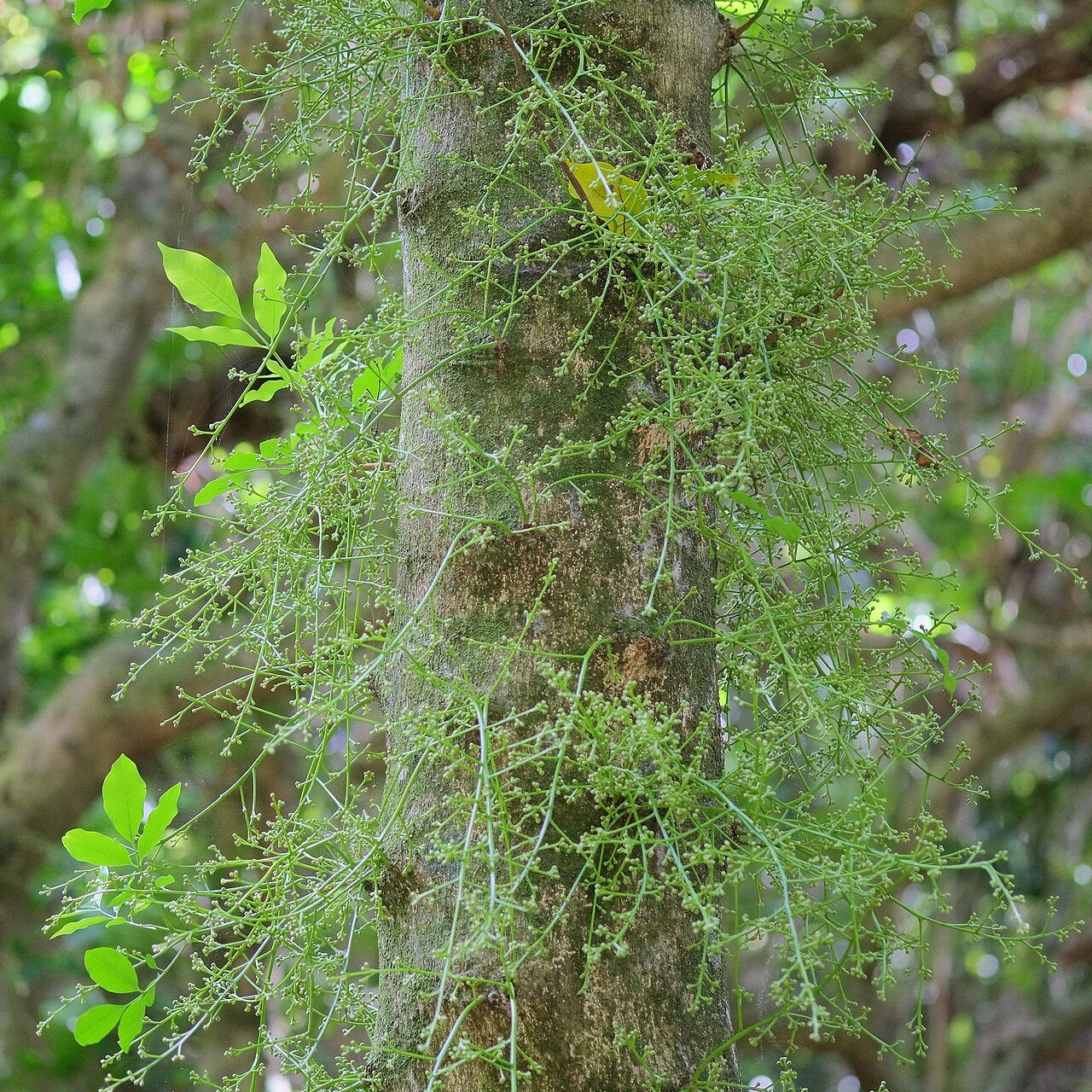 Didymocheton spectabilis (Kohekohe)