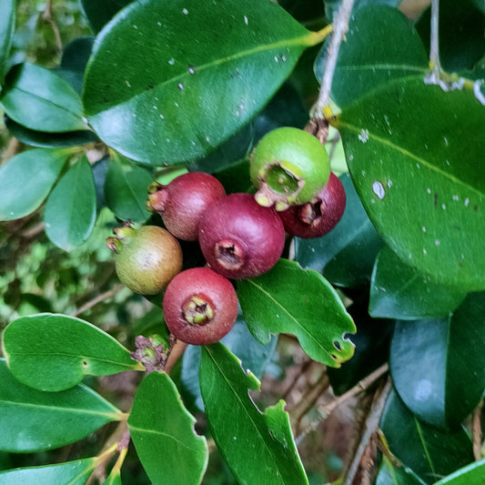 Psidium littorale (Cherry Guava) Red