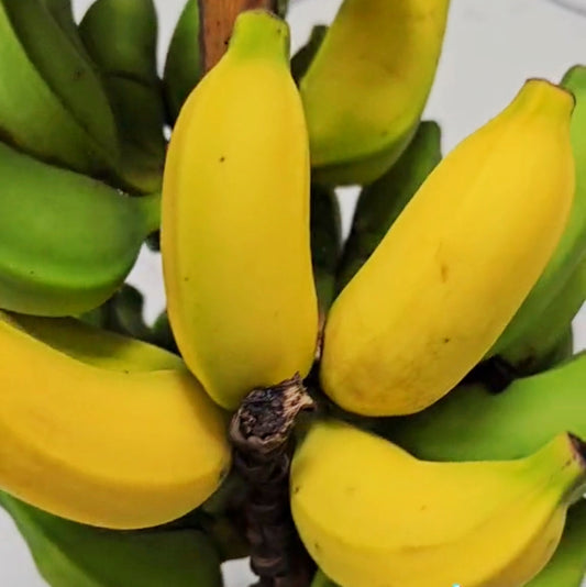 Musa 'Pacha Nadan' (Ladyfinger Banana)