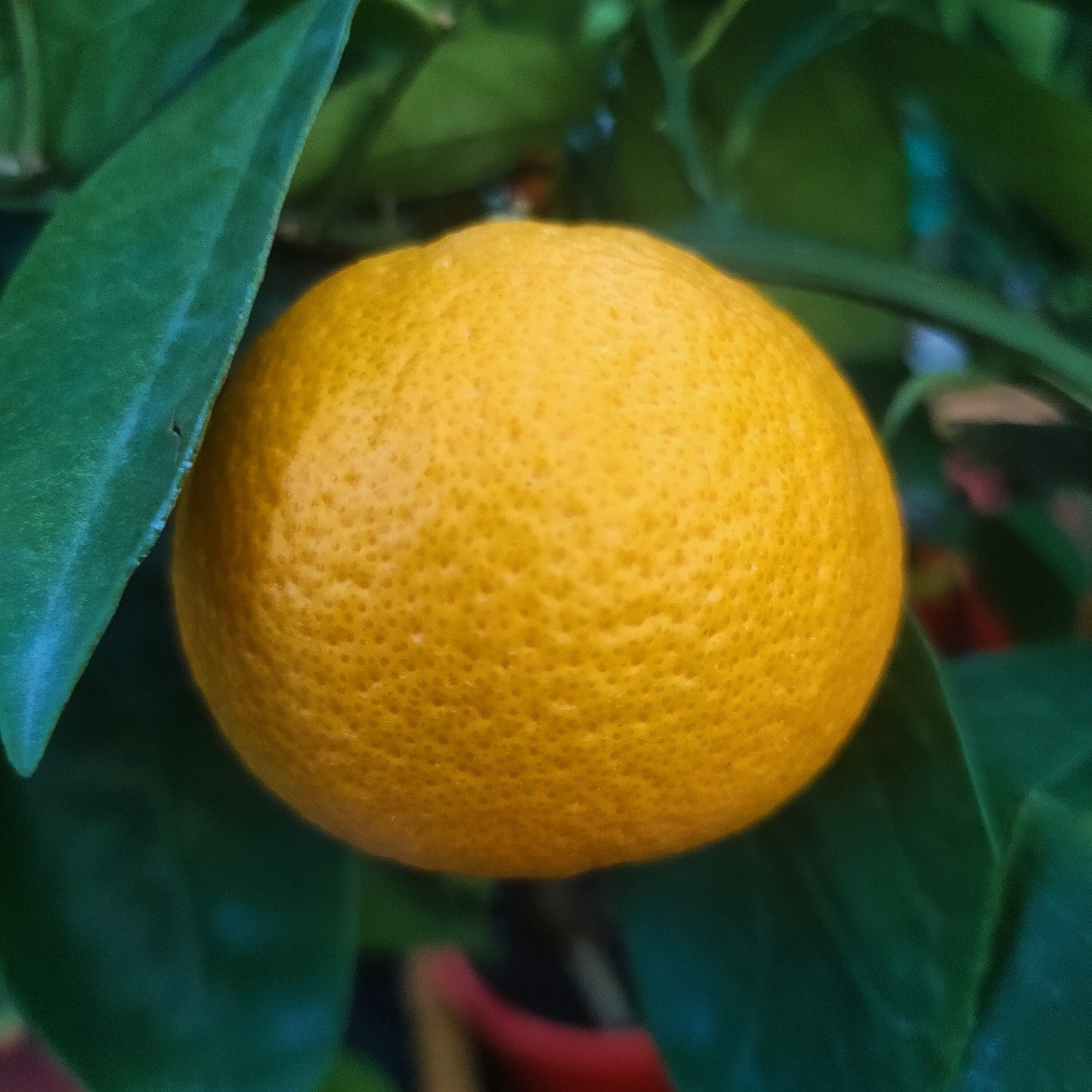 Citrus × sinensis 'Best's Seedless' (Orange)