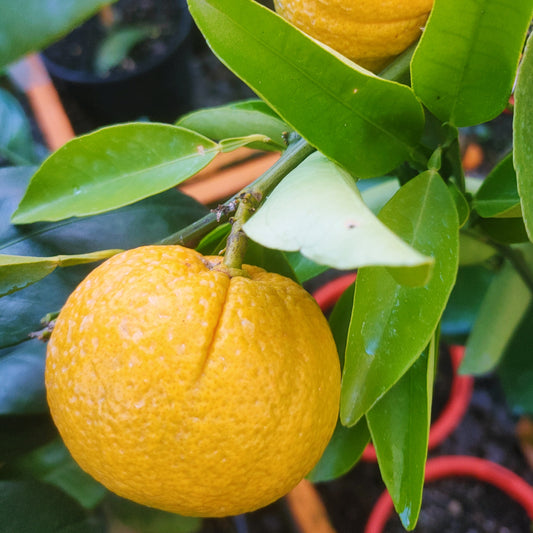 Citrus × sinensis 'Barnfield' (Orange)