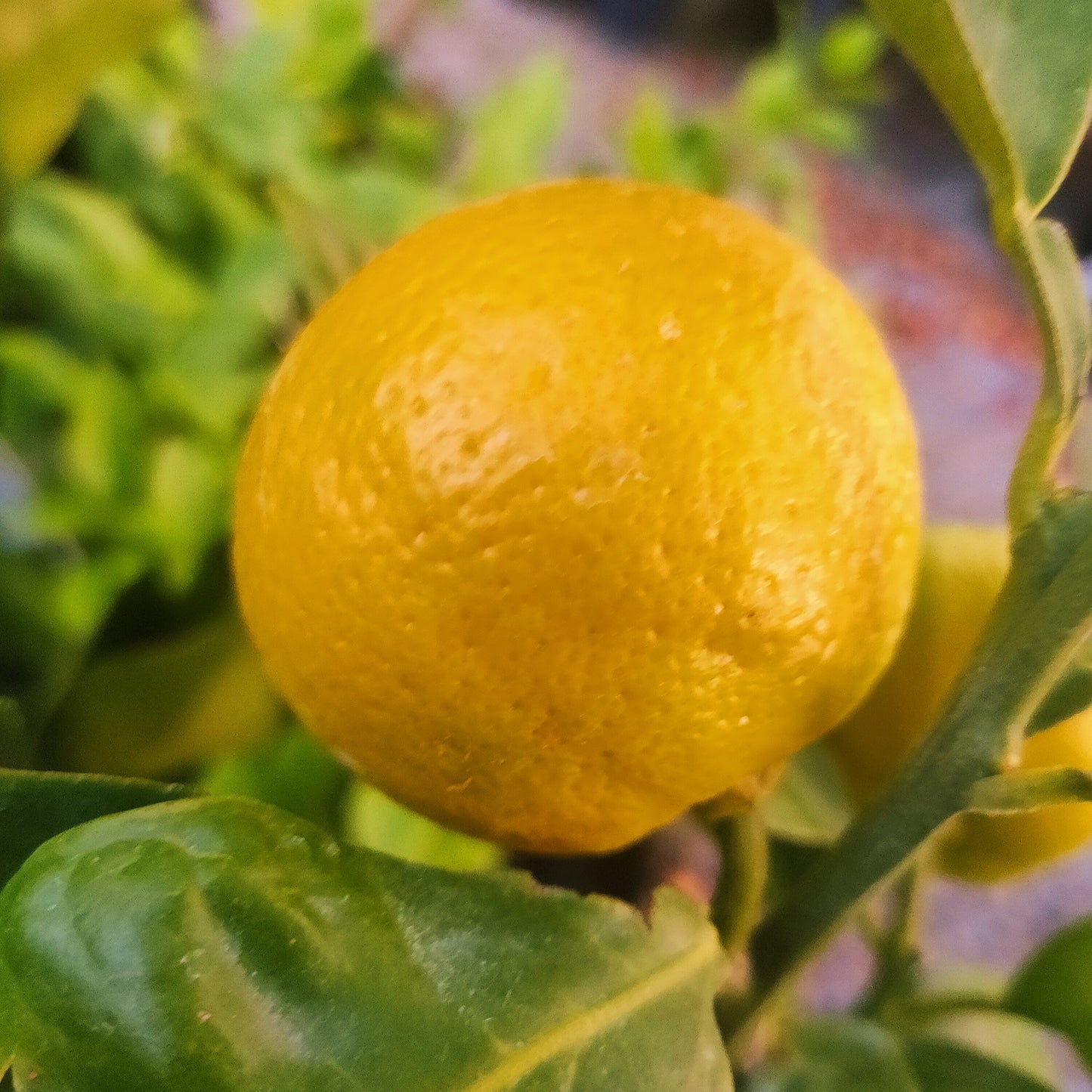 Citrus × sinensis 'Harwood Late' (Orange)