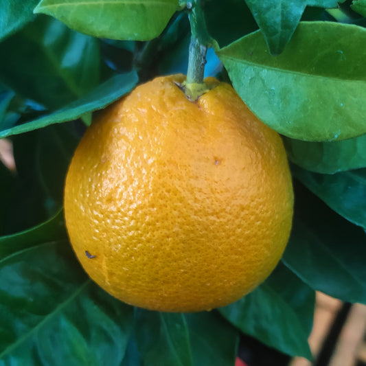 Citrus × sinensis 'Navelina' (Orange)