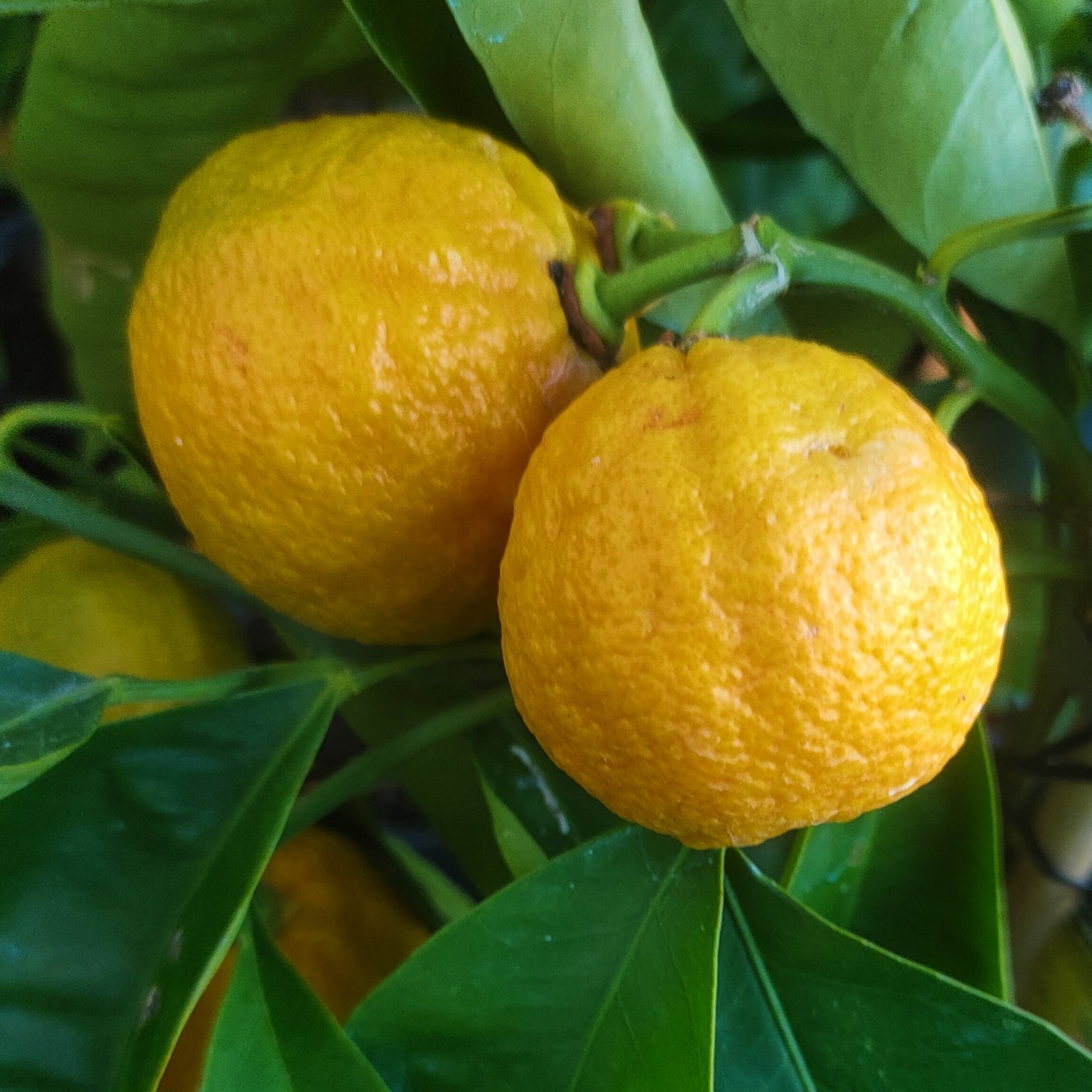 Citrus × sinensis 'Newhall' (Orange)