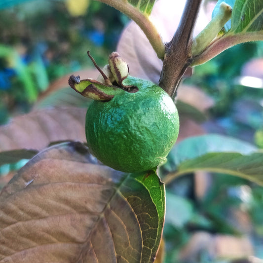 Psidium guajava 'Tropical Nectar' (Guava)