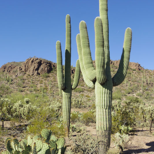 Carnegiea gigantea (Saguaro)