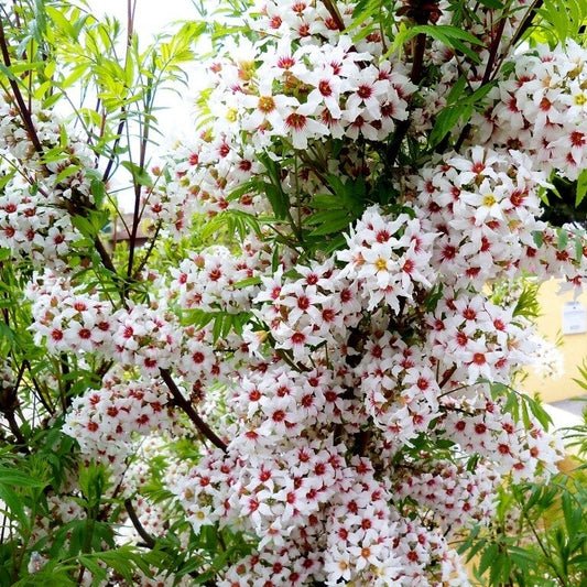 Xanthoceras sorbifolium (Chinese Flowering Chestnut)