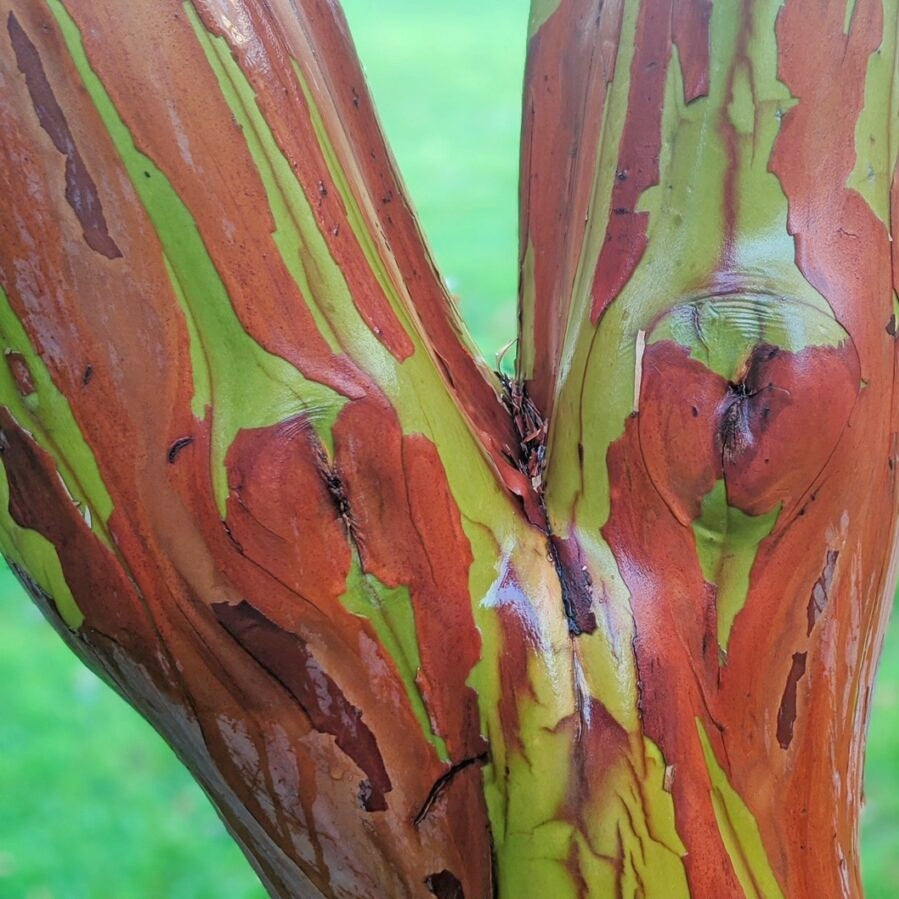 Arbutus × andrachnoides (Hybrid Strawberry Tree)