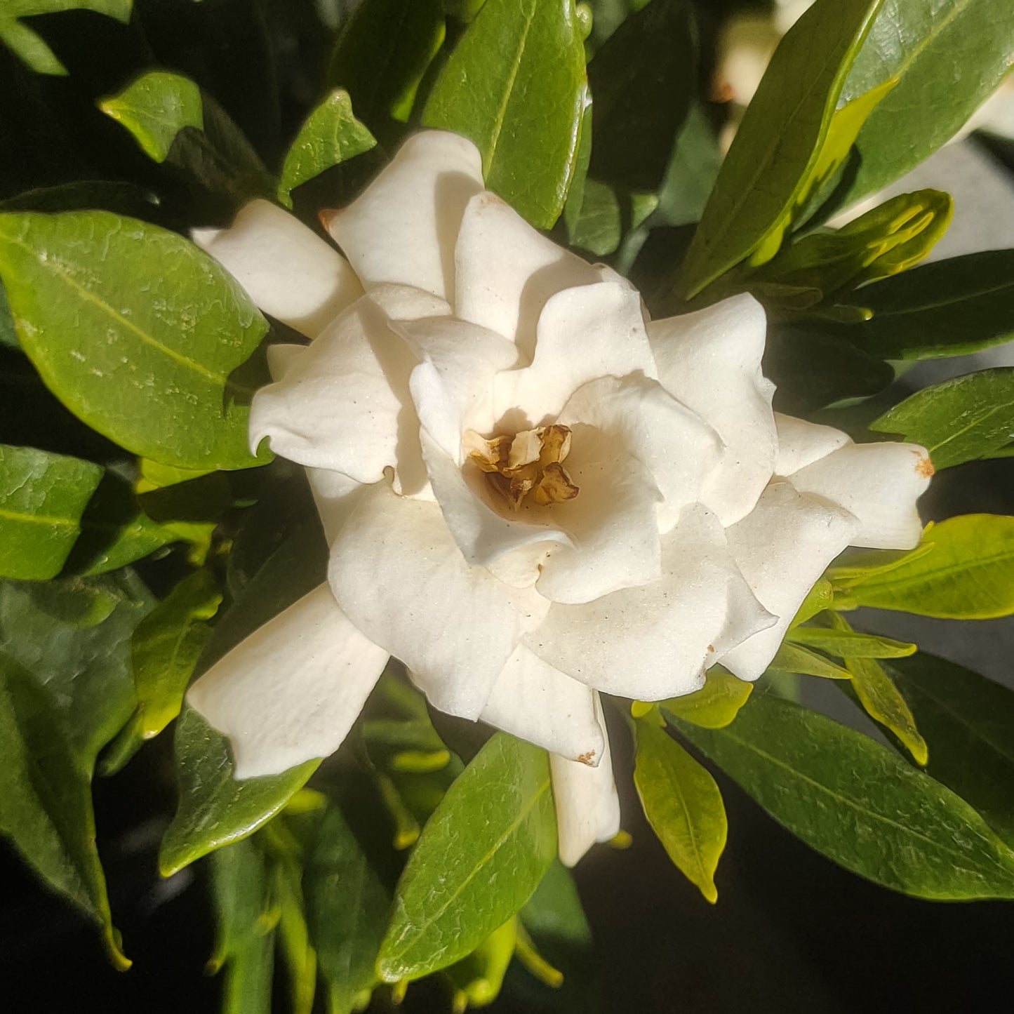 Gardenia jasminoides 'Radicans' (Cape Jasmine)