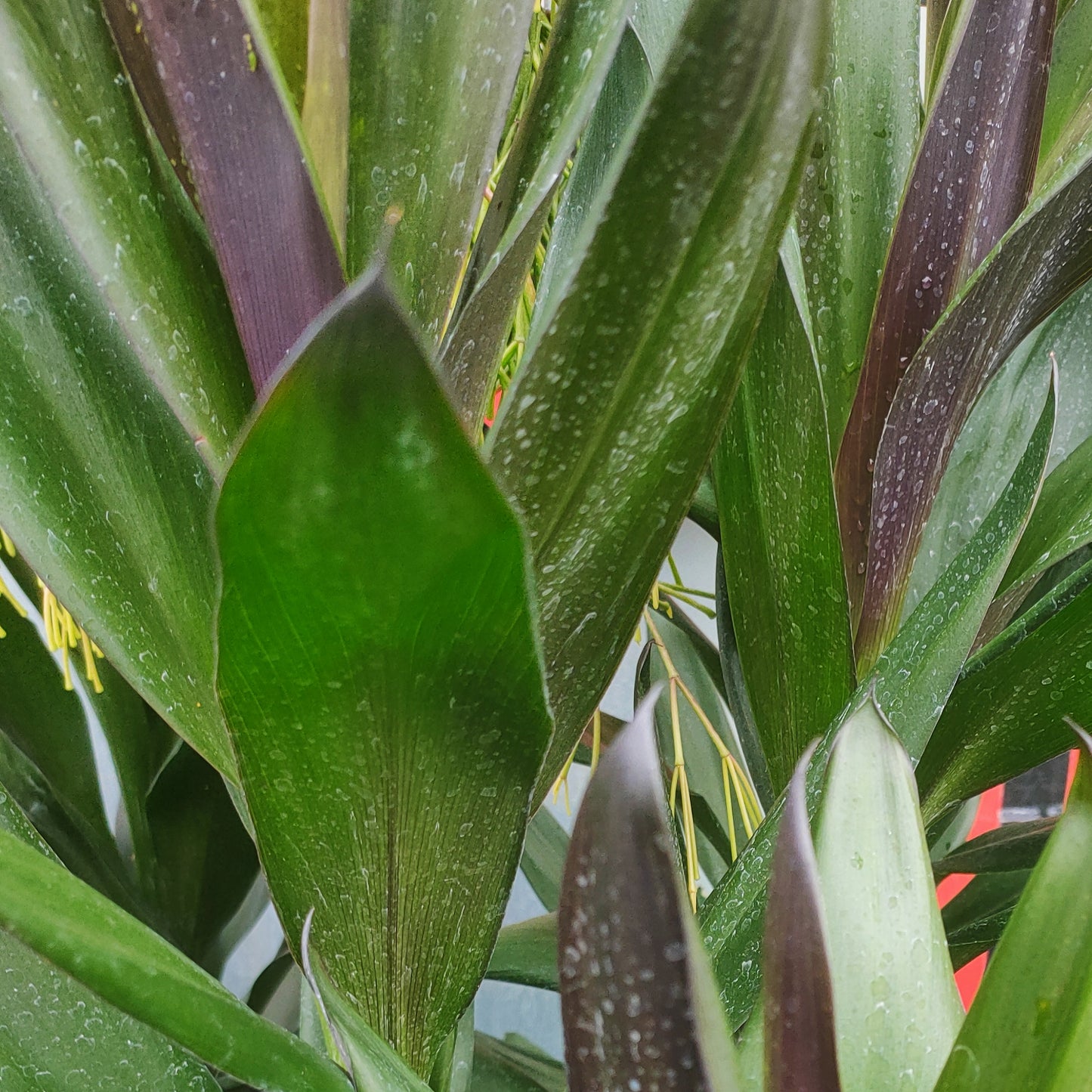 Cordyline sellowiana 'Show Off'