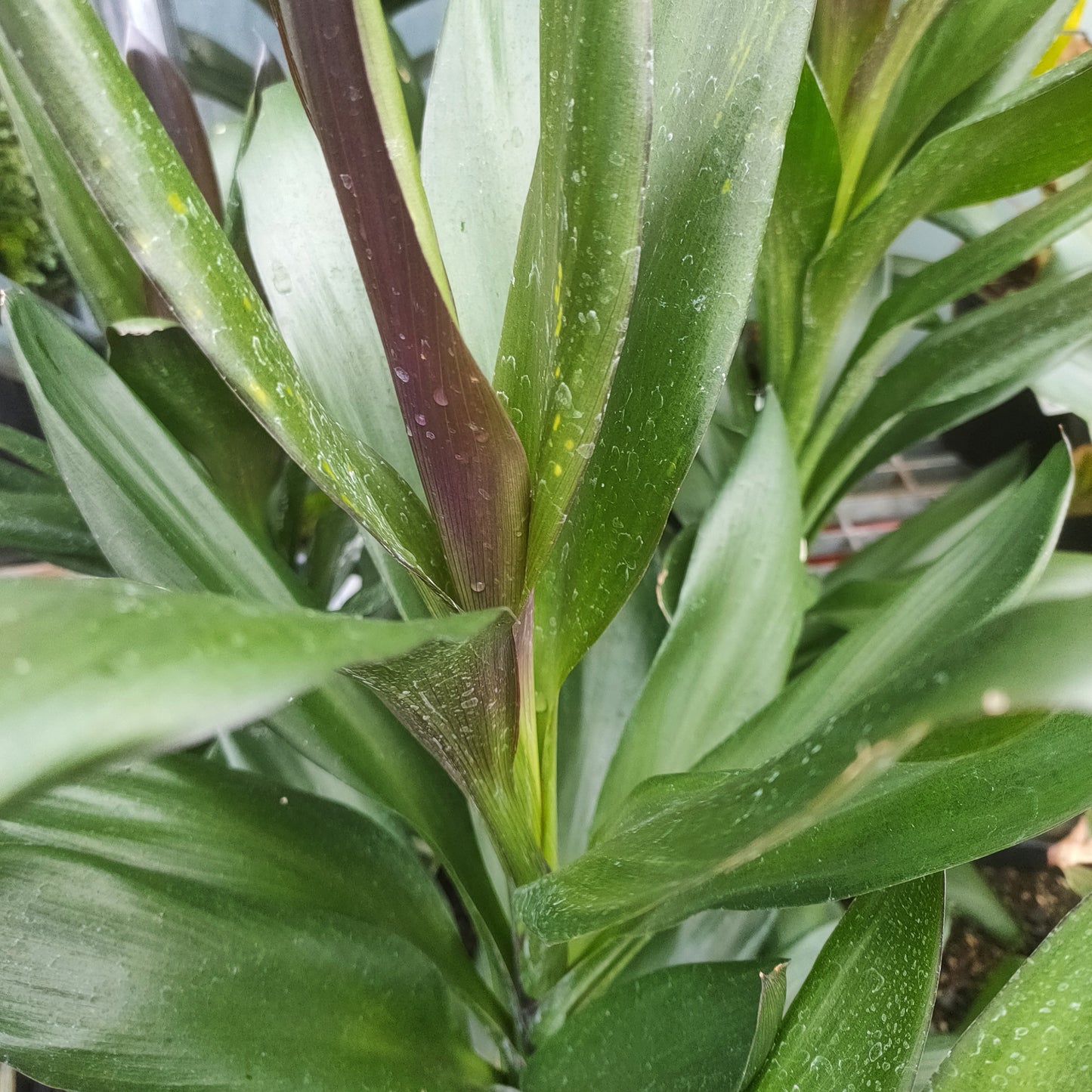 Cordyline sellowiana 'Show Off'