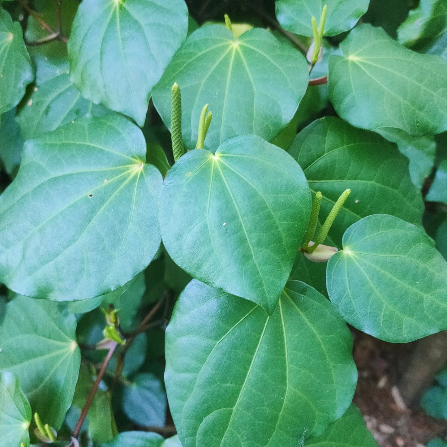 Piper excelsum (Kawakawa)