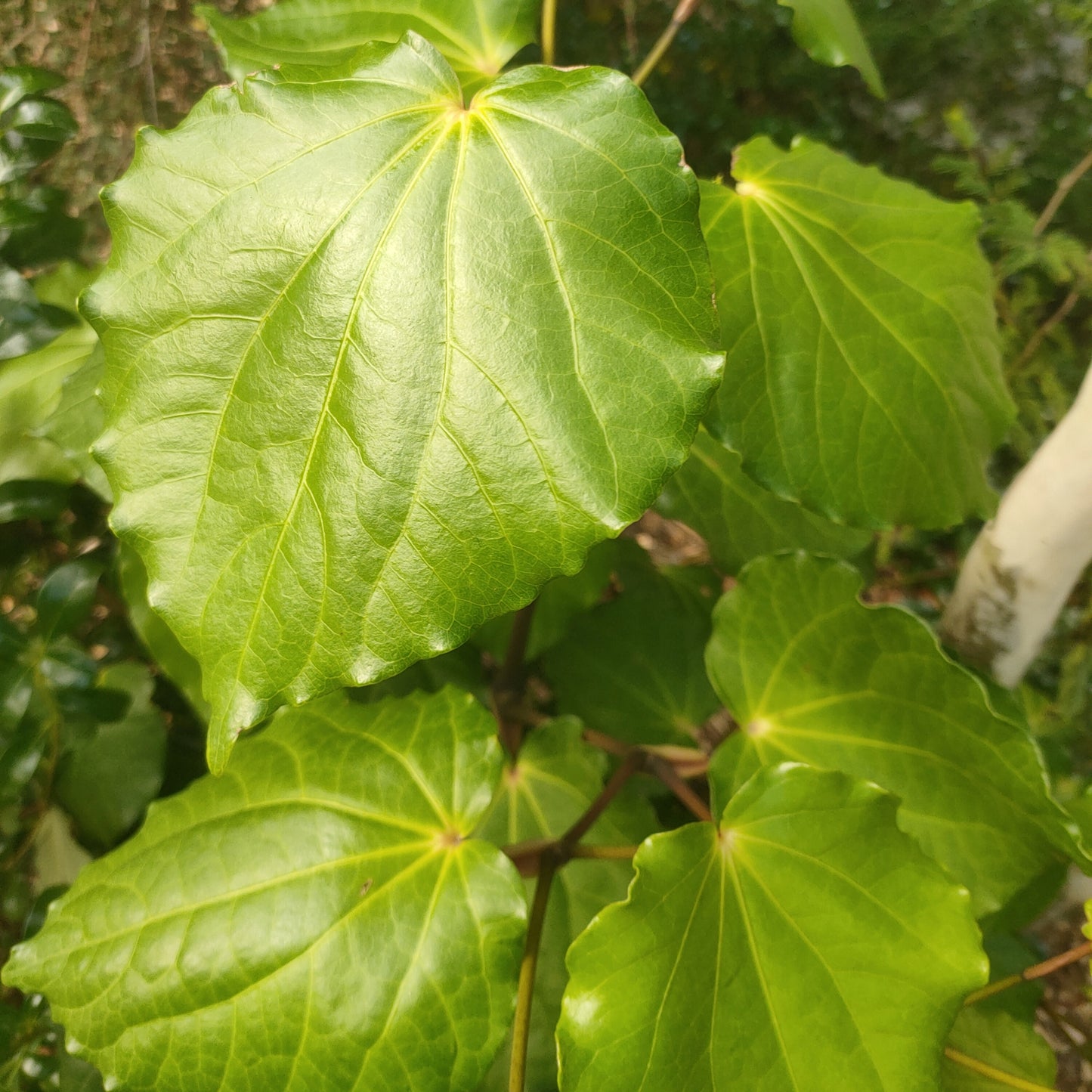 Piper excelsum ssp. psittacorum (Kawakawa)