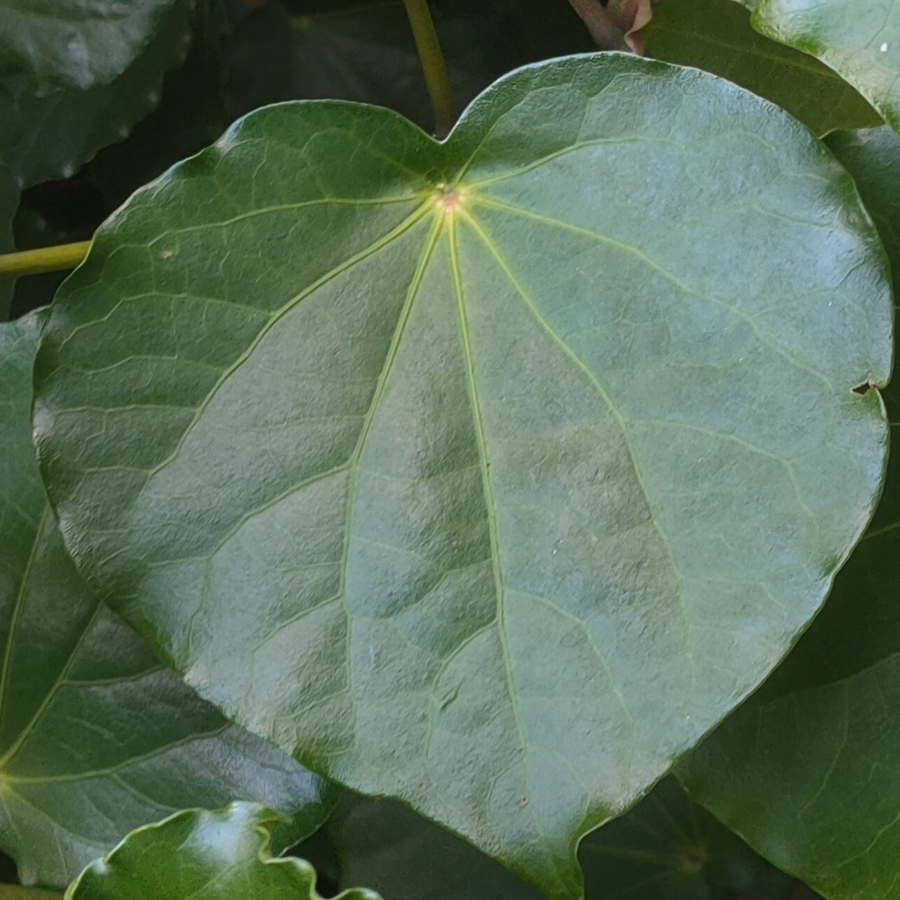 Piper excelsum ssp. peltatum (Kawakawa)