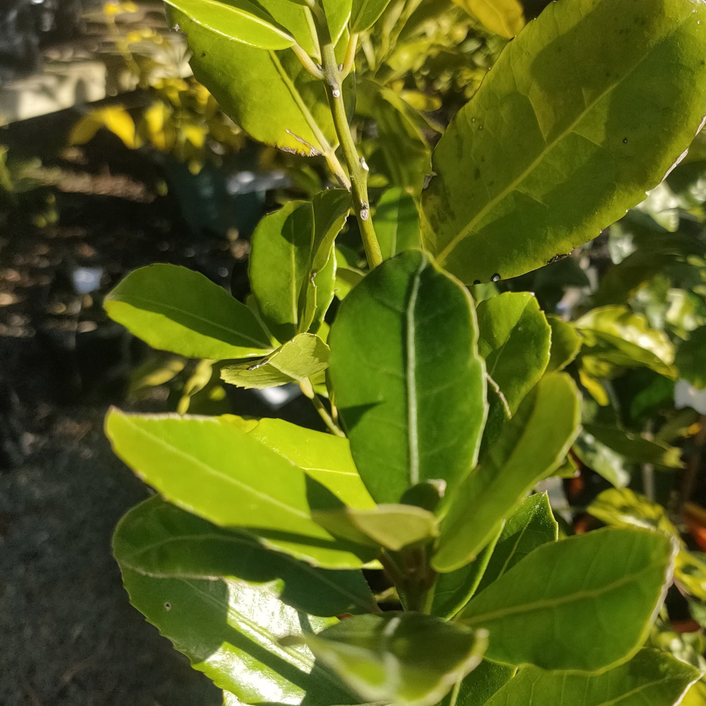 Hedycarya arborea (Pigeonwood, Porokaiwhiri, Poporokaiwhiri)