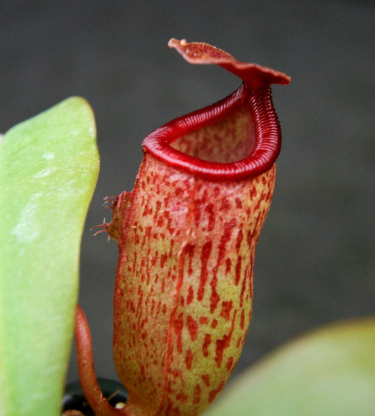 Nepenthes 'Mimi's Kiss' (Pitcher Plant)