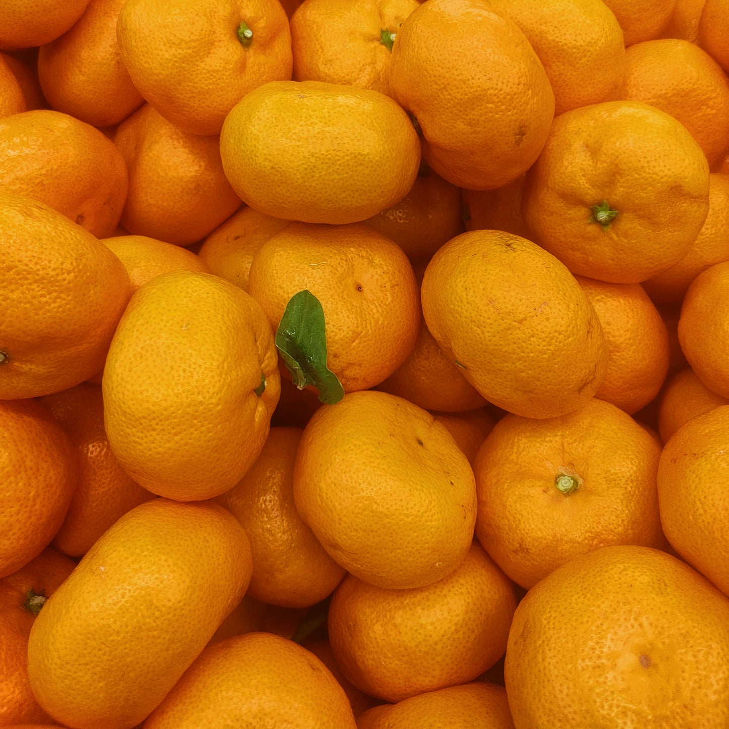 Citrus reticulata 'Satsuma' (Mandarin)