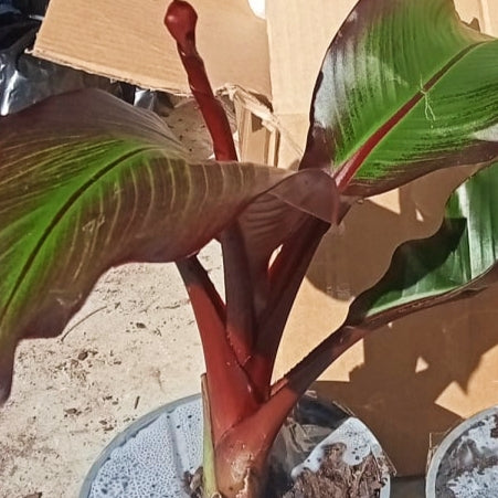 Ensete ventricosum 'Maurelii' (Red Abyssinian Banana)