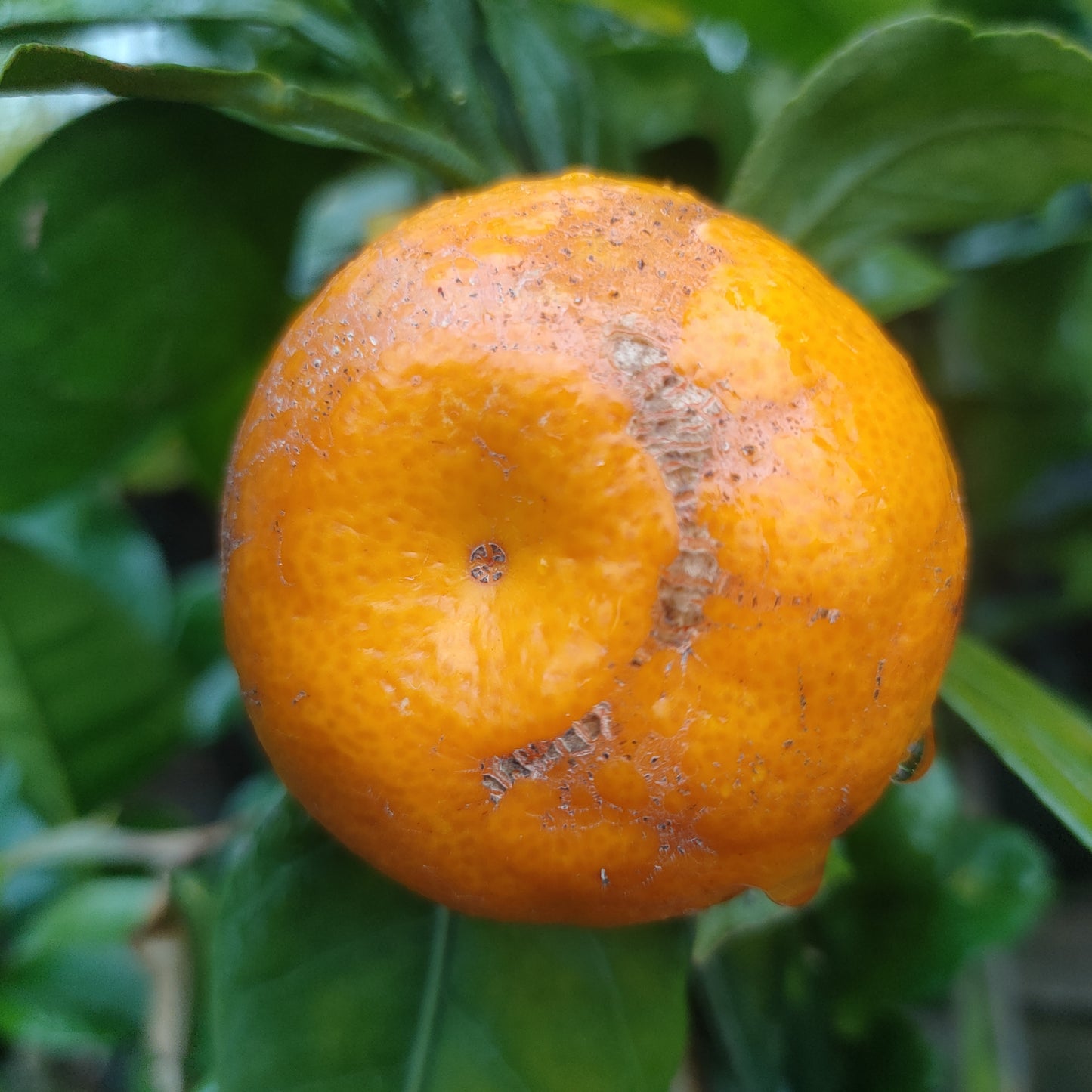 Citrus reticulata 'Silverhill' (Mandarin)