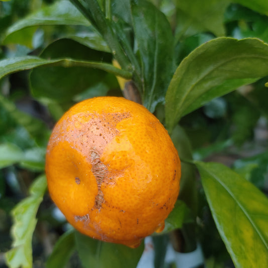 Citrus reticulata 'Silverhill' (Mandarin) Dwarf