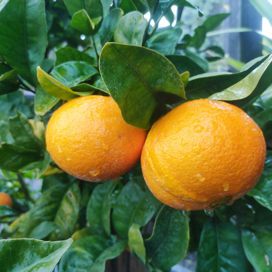 Citrus × sinensis 'Harwood Late' (Orange)