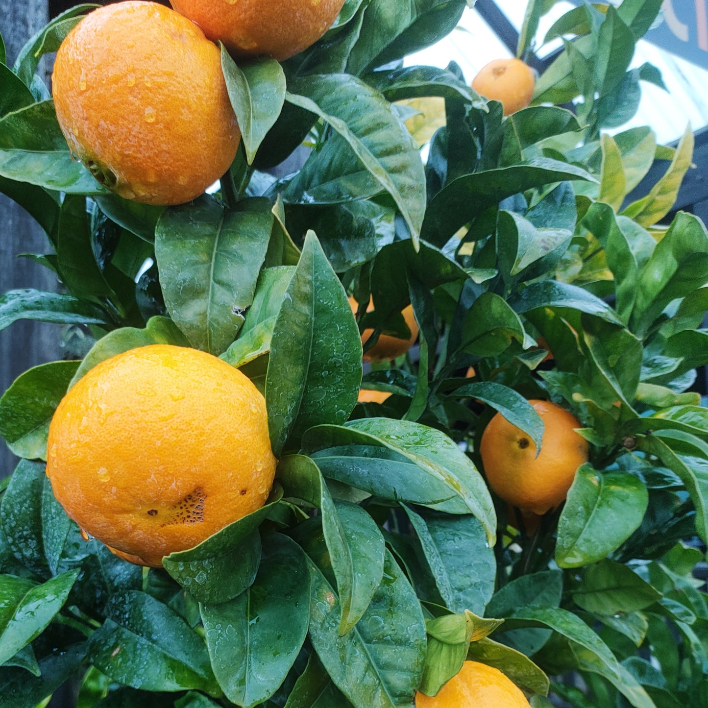 Citrus × sinensis 'Harwood Late' (Orange)