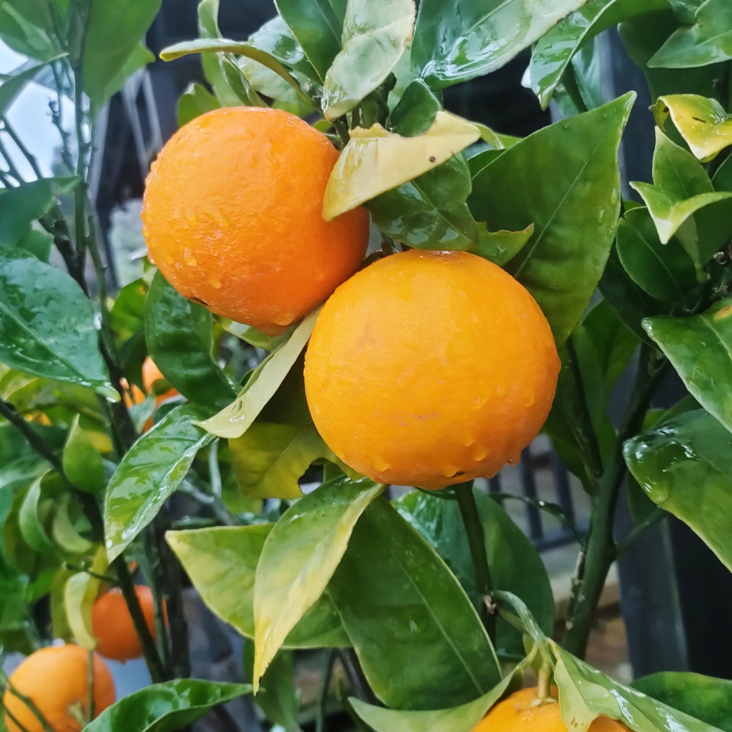 Citrus × sinensis 'Harwood Late' (Orange)