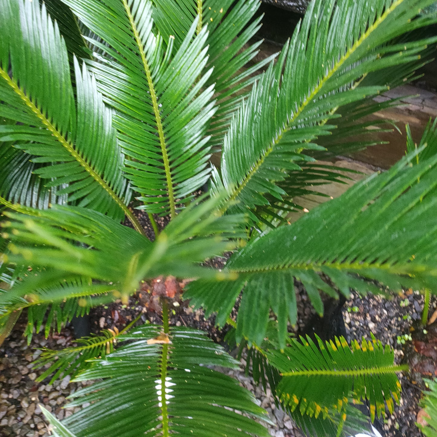 Cycas revoluta (Sago Palm)