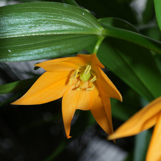 Uvularia grandiflora (Large-flowered Bellwort)