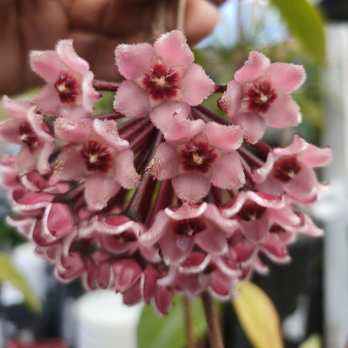 Hoya carnosa (Porcelain Flower)