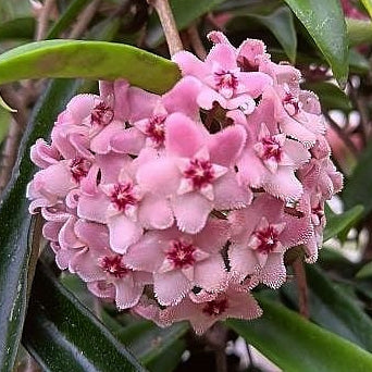 Hoya carnosa x shepherdii 'Minibelle' (Porcelain Flower)