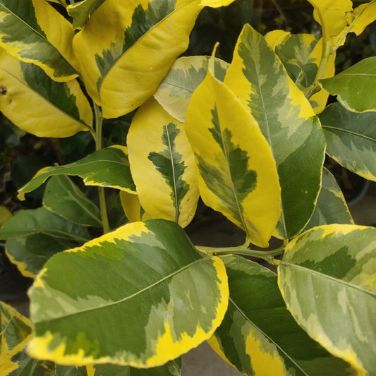 Citrus x limon 'Eureka' (Eureka Lemon) Variegated