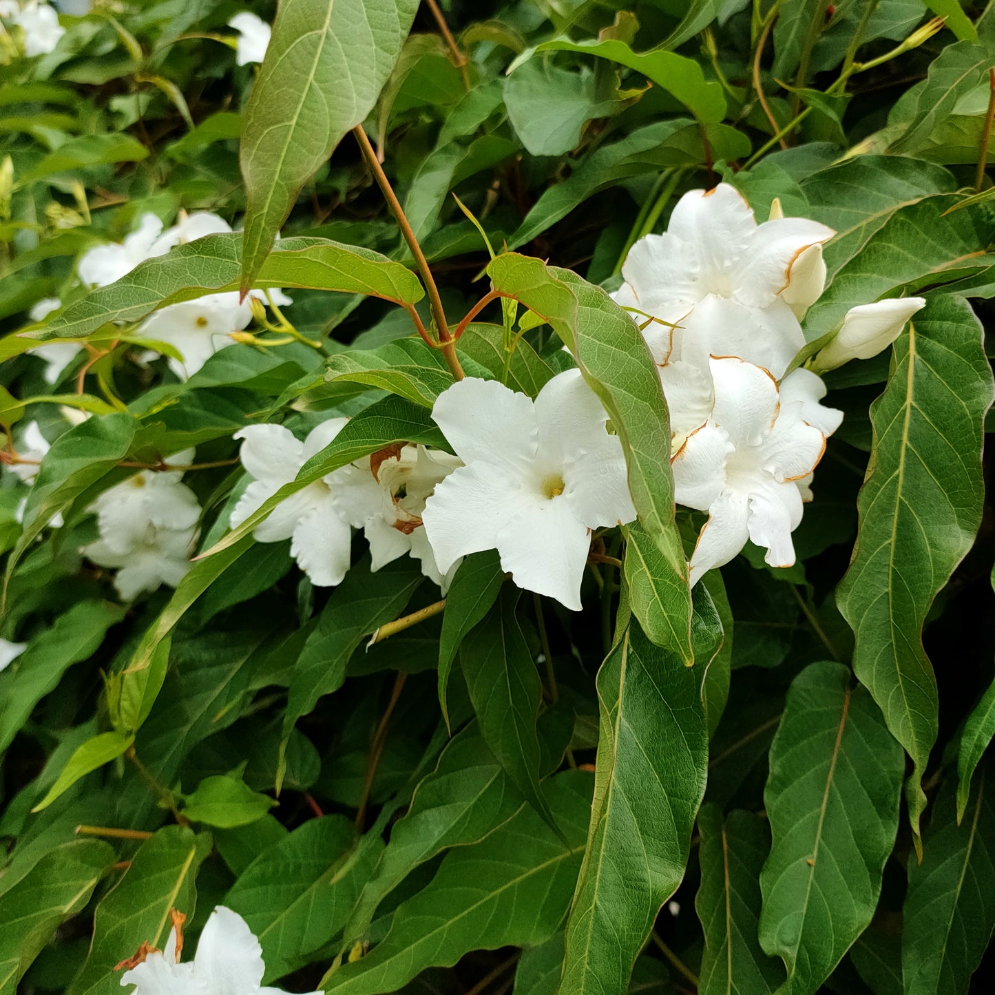 Mandevilla laxa (Chilean Jasmine)