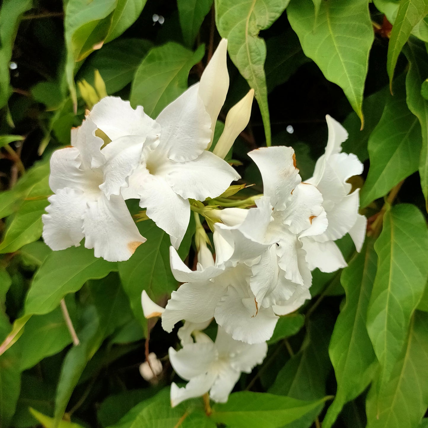 Mandevilla laxa (Chilean Jasmine)