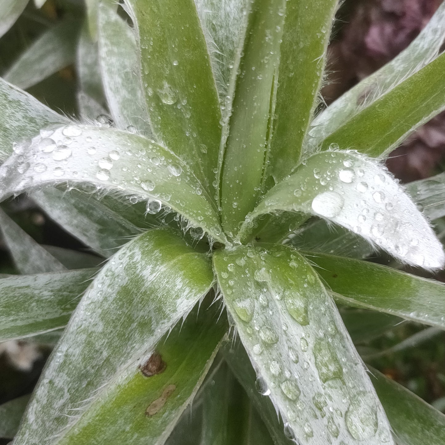 Leucadendron argenteum (Silver Tree)