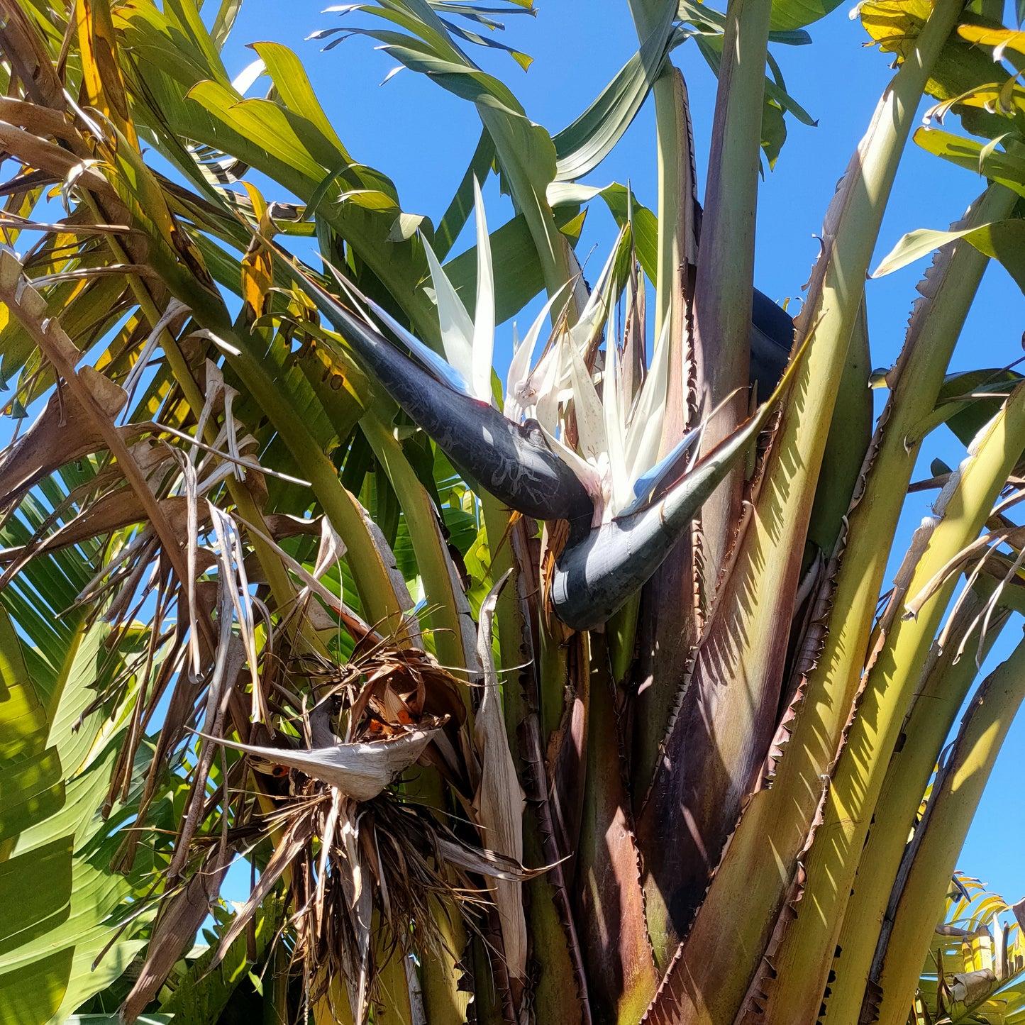 Strelitzia nicolai (Giant Bird of Paradise)