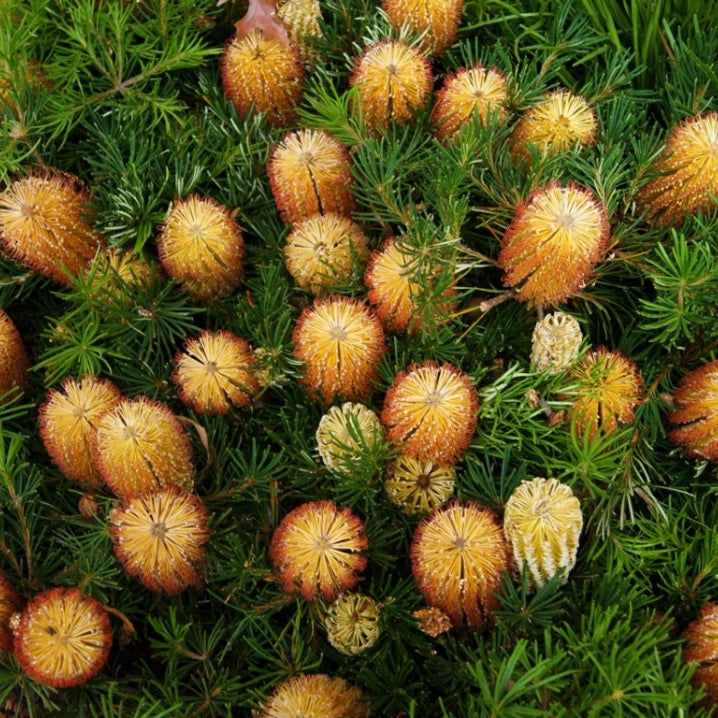 Banksia spinulosa 'Birthday Candles' (Hairpin Banksia)