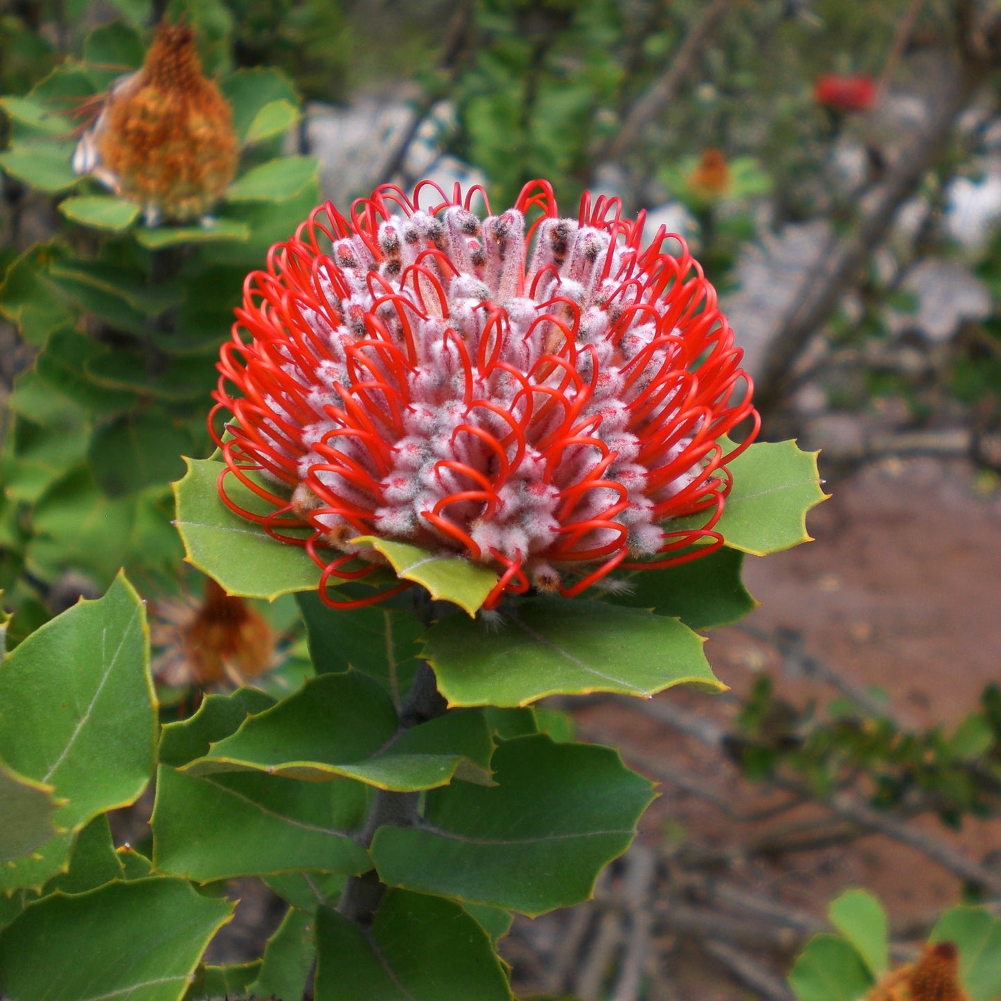 Banksia coccinea (Scarlet Banksia)