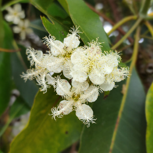 Lophostemon confertus (Brush Box)