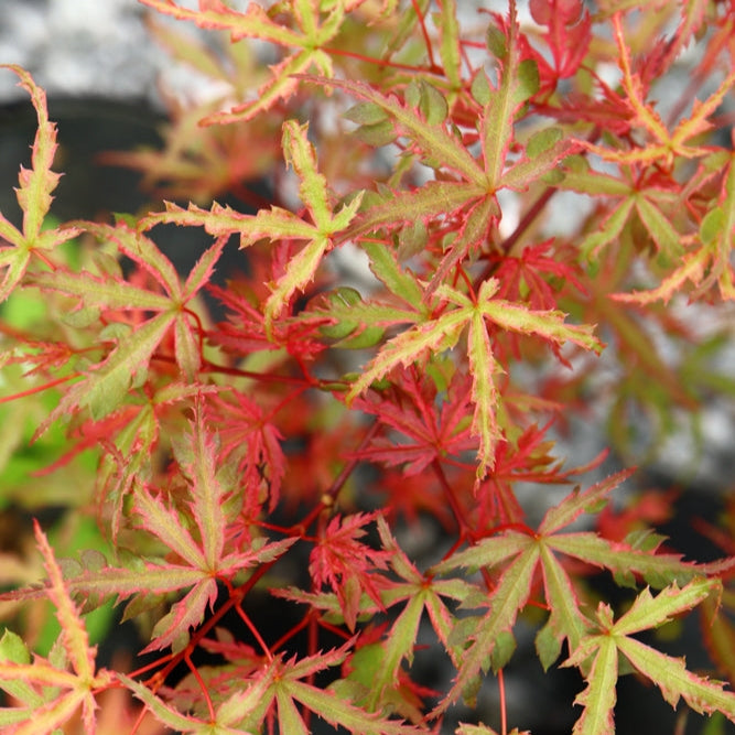 Acer palmatum 'Beni Komachi' (Japanese Maple)