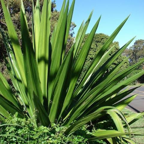 Furcraea foetida (Mauritius Hemp)