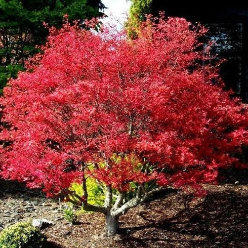 Acer palmatum 'Beni Komachi' (Japanese Maple)