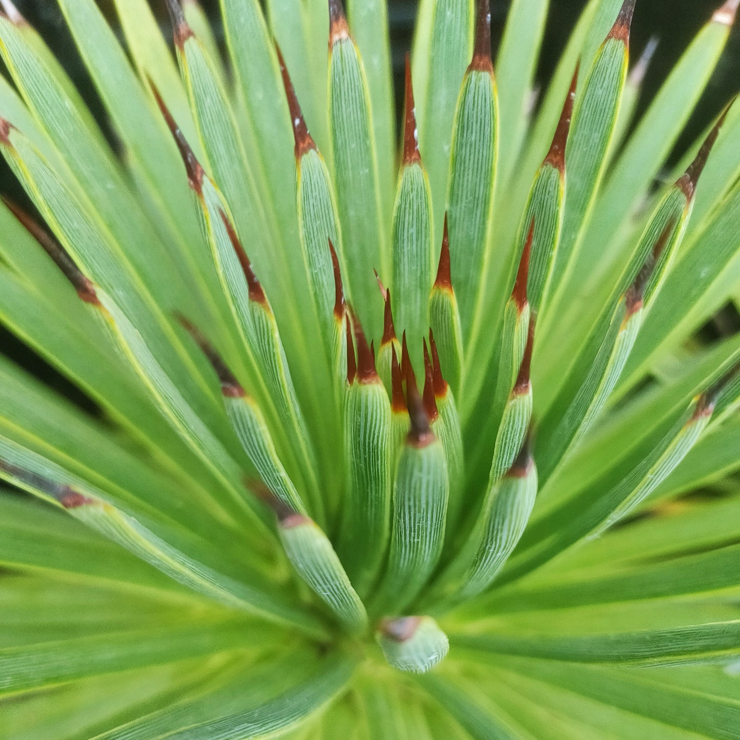 Agave stricta (Hedgehog Agave)