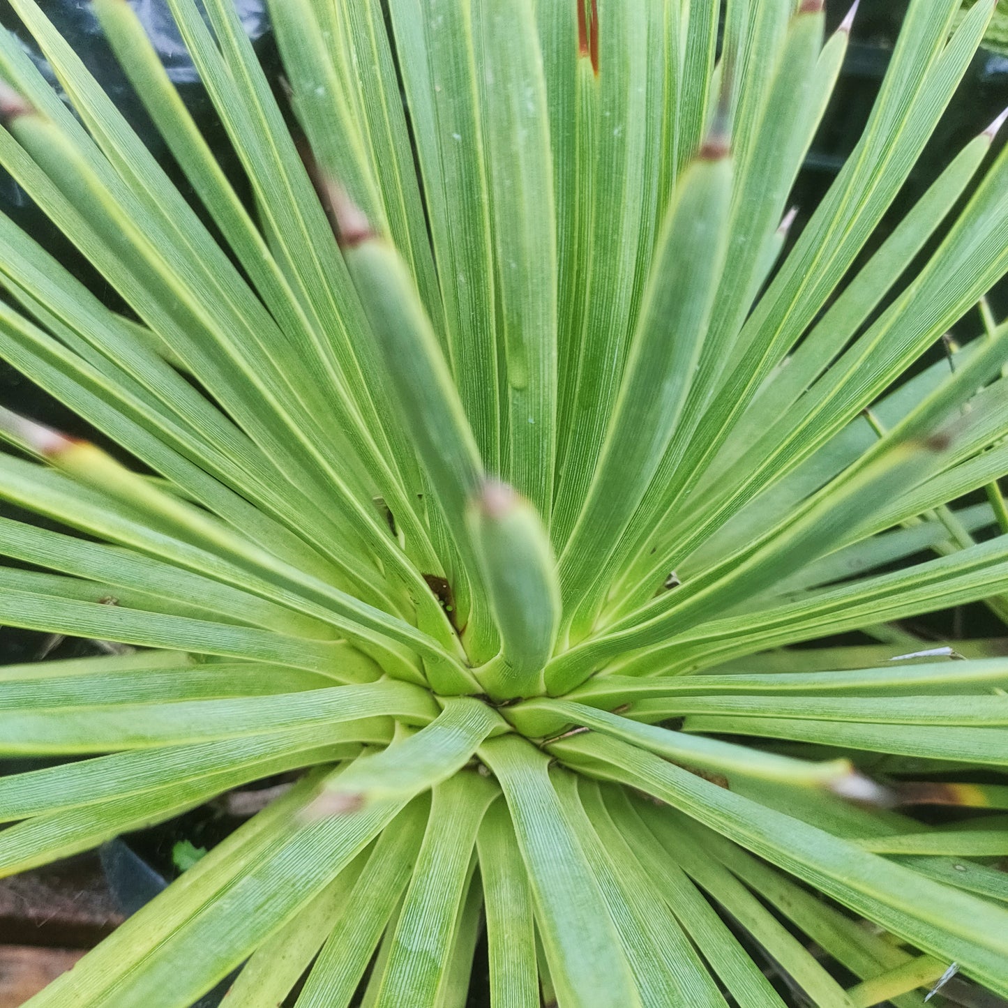 Agave stricta (Hedgehog Agave)