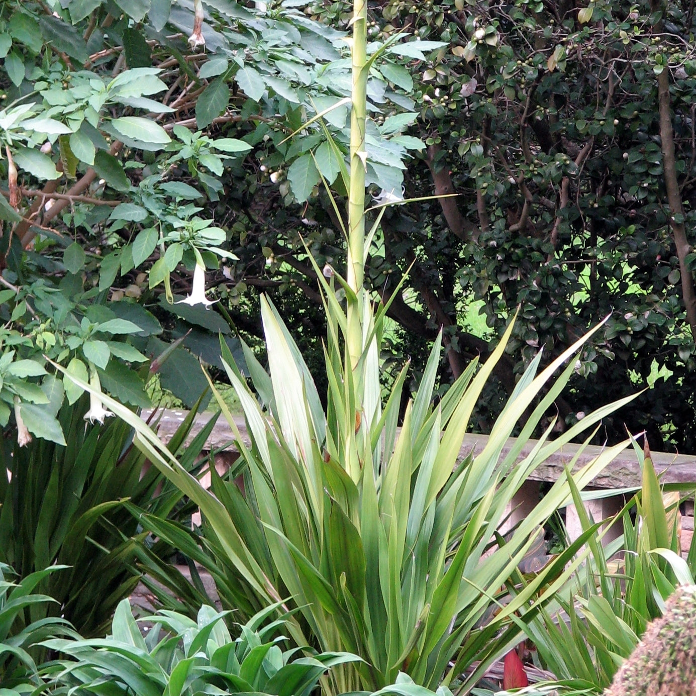 Doryanthes excelsa (Gymea Lily)