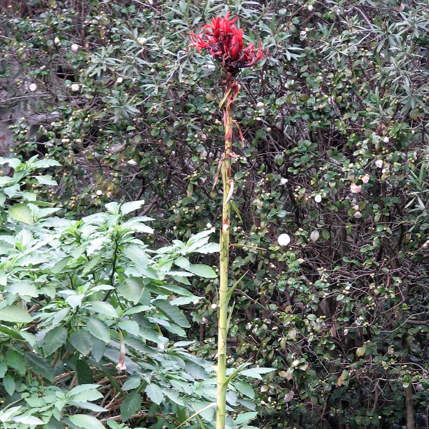 Doryanthes excelsa (Gymea Lily)