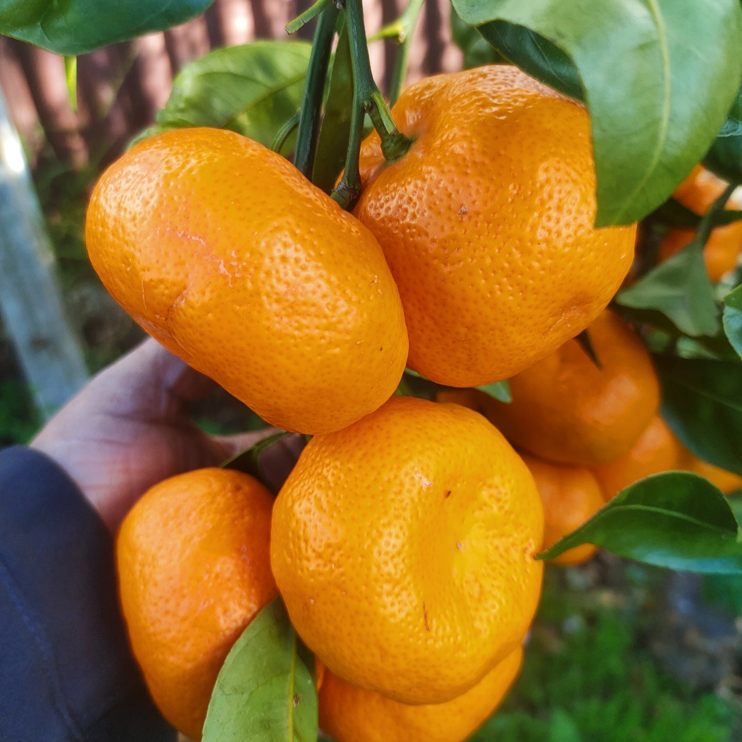 Citrus reticulata 'Kawano' (Mandarin)