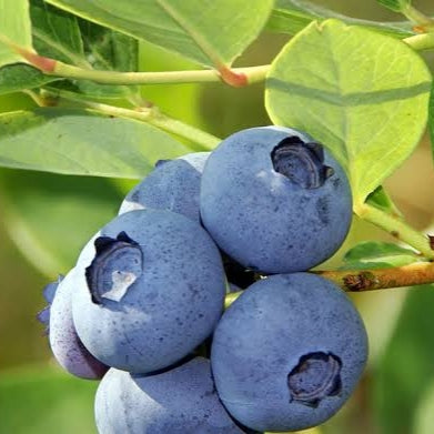 Vaccinium 'Nui' (Blueberry)