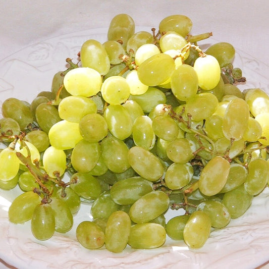 Vitis vinifera ssp. sativa 'Thompson Seedless' (Sultana Grape)